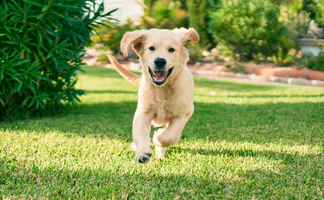 Cómo entrenar un cachorro de Golden Retriever: consejos clave