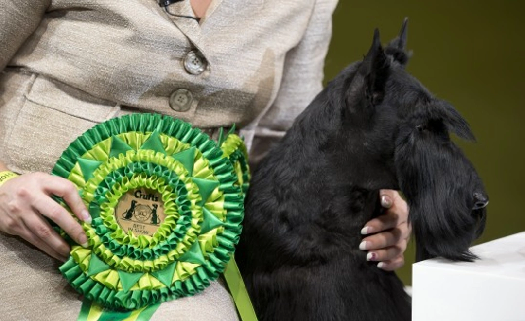 Highlights and Winners of Crufts 2015 Dog Show