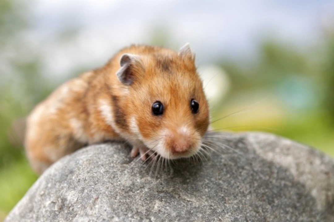 Syrian Hamsters: Ideal Pets for First-Time Owners