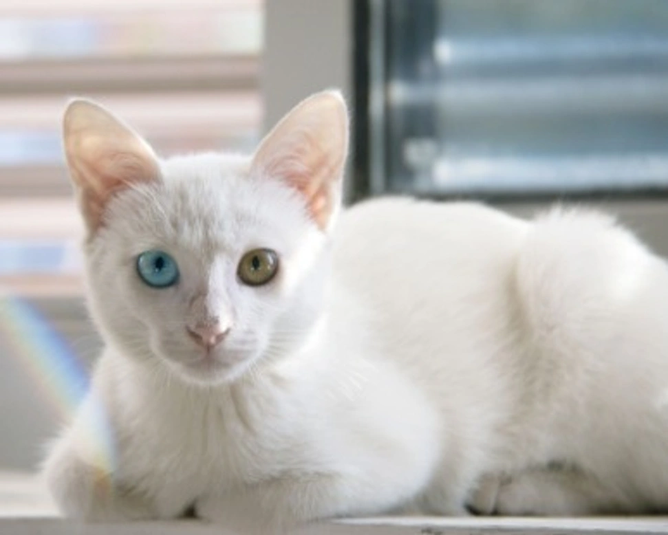 Gatti bianchi: è vero che sono sordi?