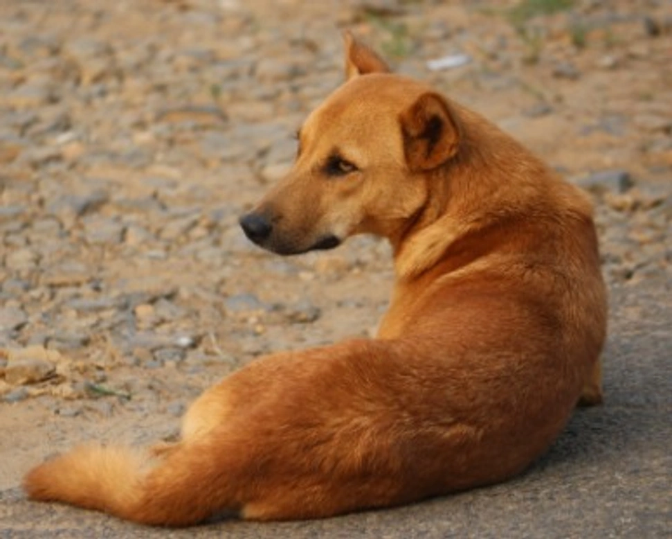 Associazioni Animali: Progetto Animalista per la Vita