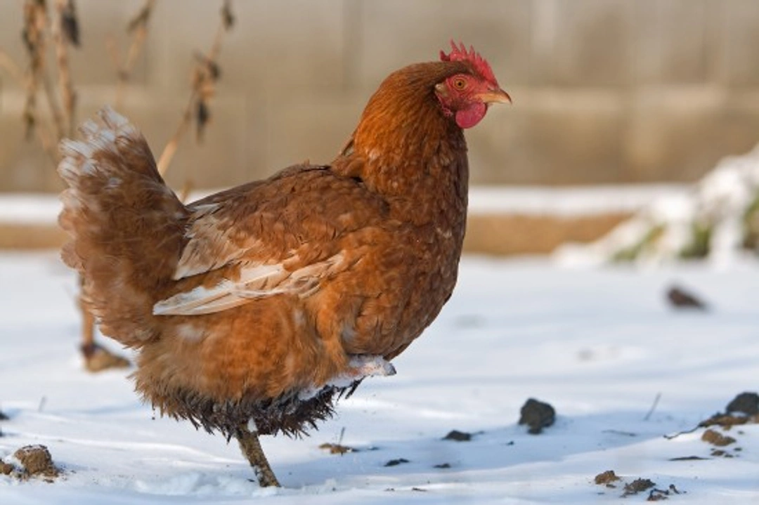 How to Treat Canker in Poultry: Symptoms & Remedies