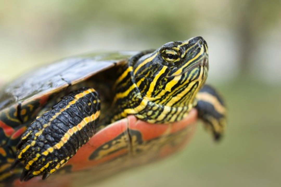 Complete Guide to Caring for a Painted Turtle