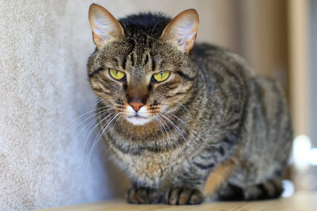 How to Cope When Your Cat is Stressed by a New Dog