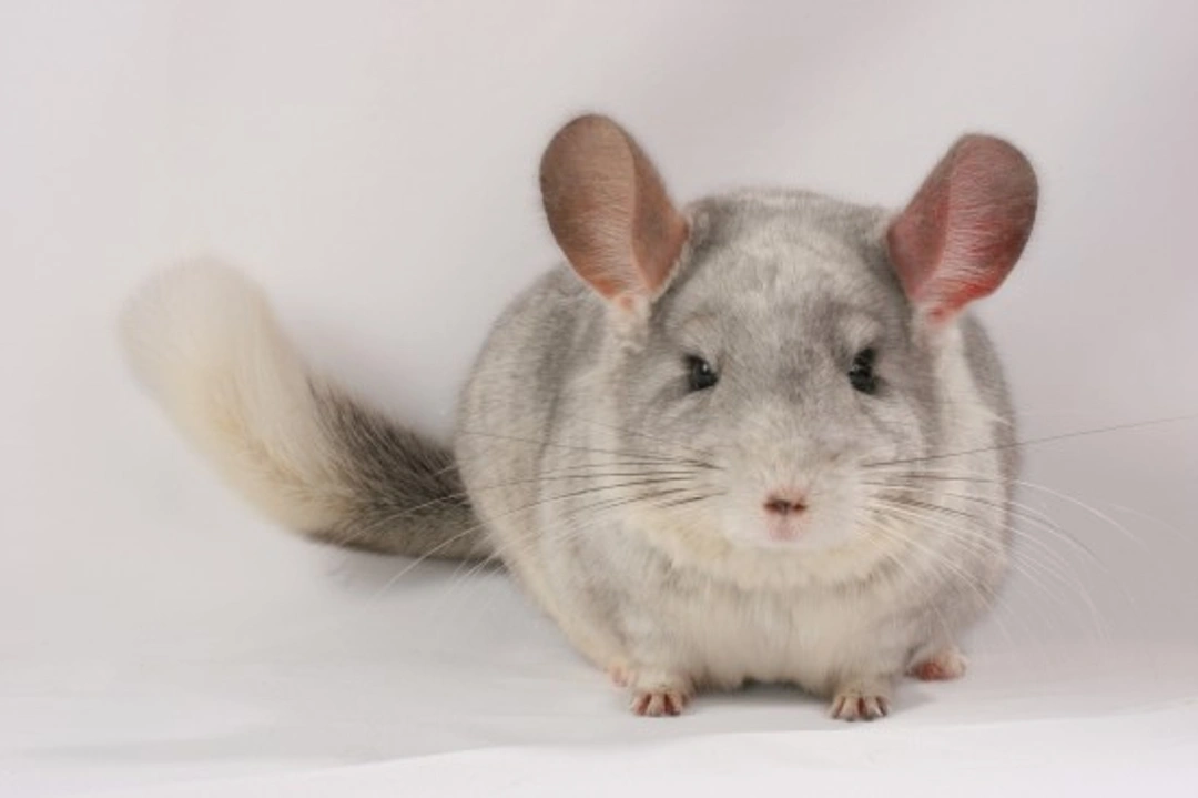 10 Essential Tips for Chinchilla Owners in the UK