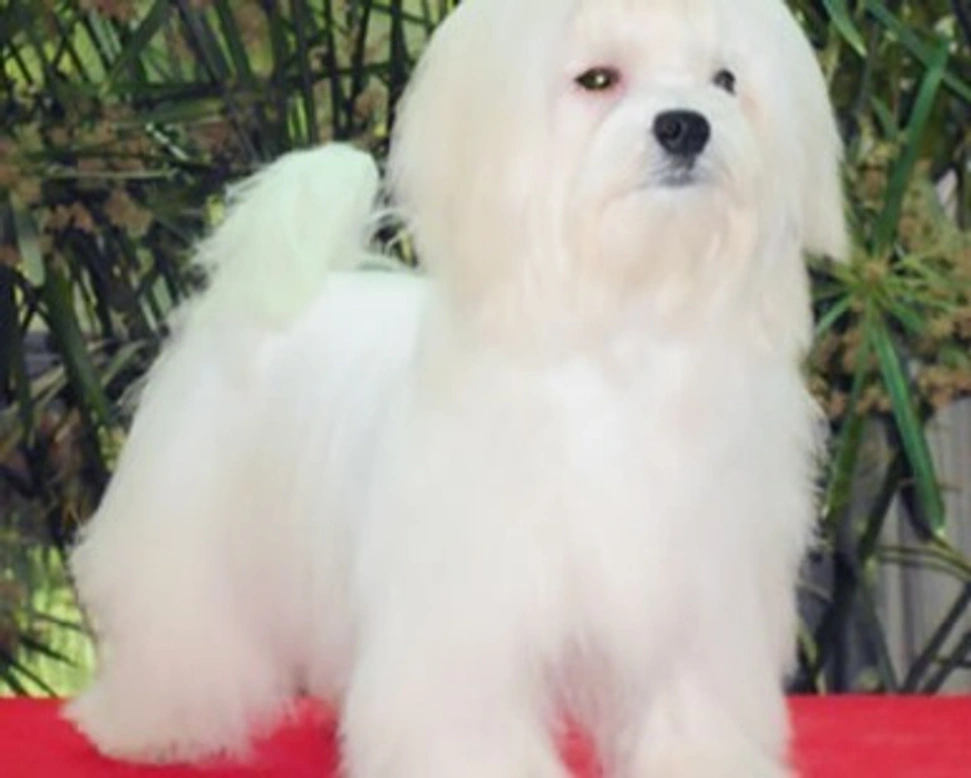 Il Maltese, il suo mantello e l'acquisto del cucciolo