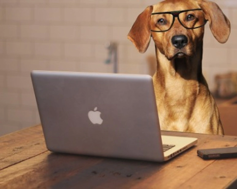 Ottieni il massimo dal tuo annuncio su AnnunciAnimali.it