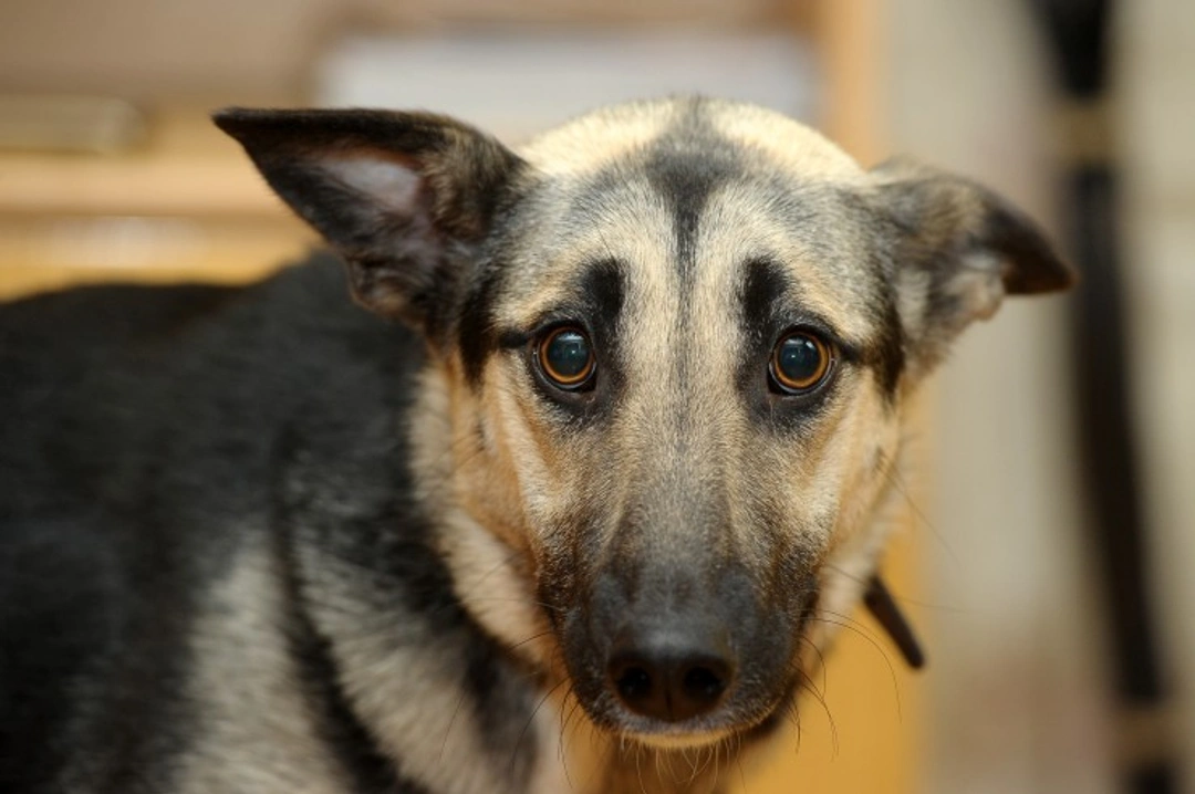 Warning Signs a Dog Has Been Abused: What to Look For