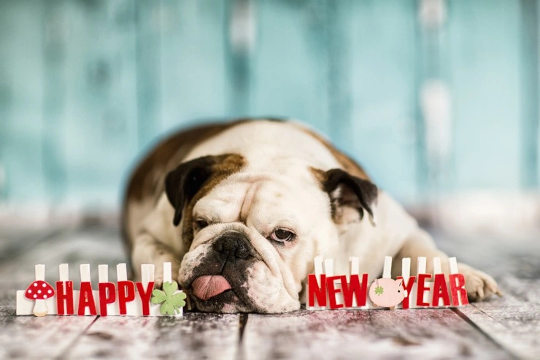Hidden Challenges and Risks for Dogs on New Year’s Eve