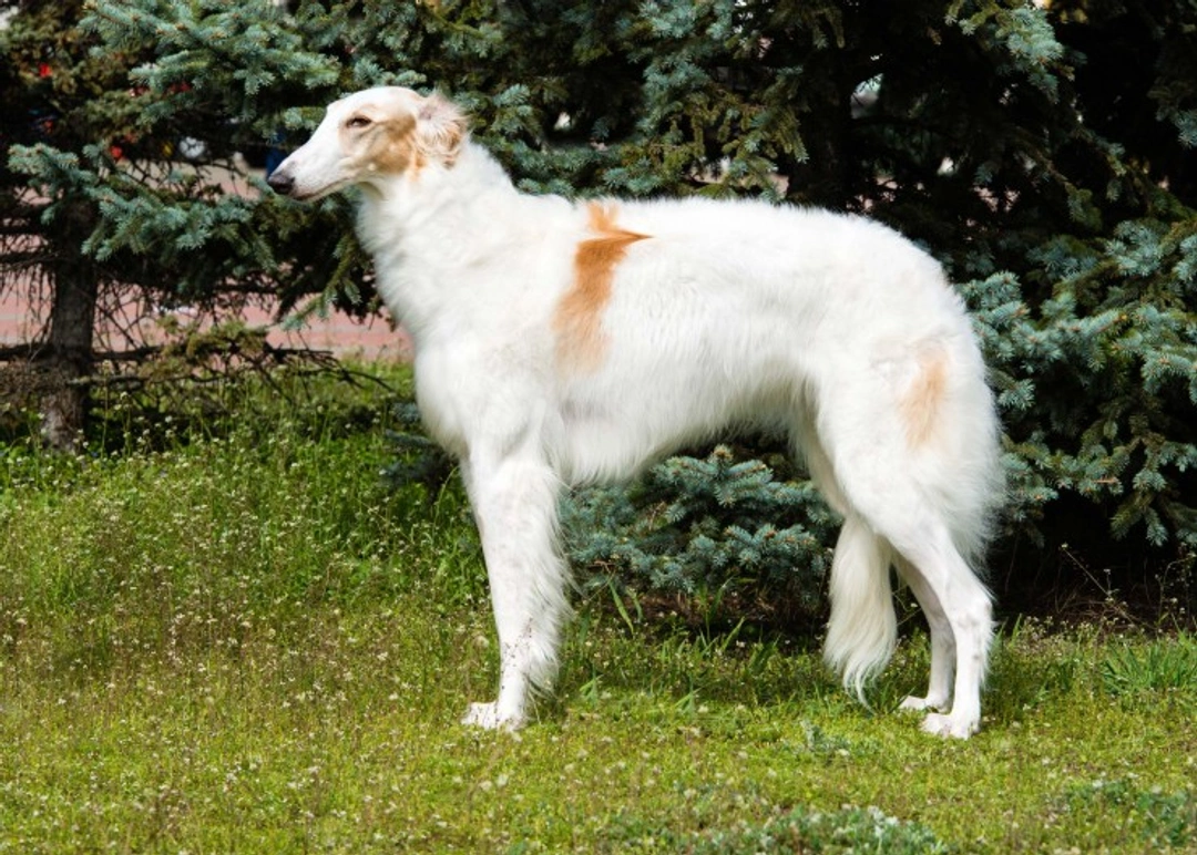Afghan Hound or Borzoi: Which Large Dog Suits You Best?