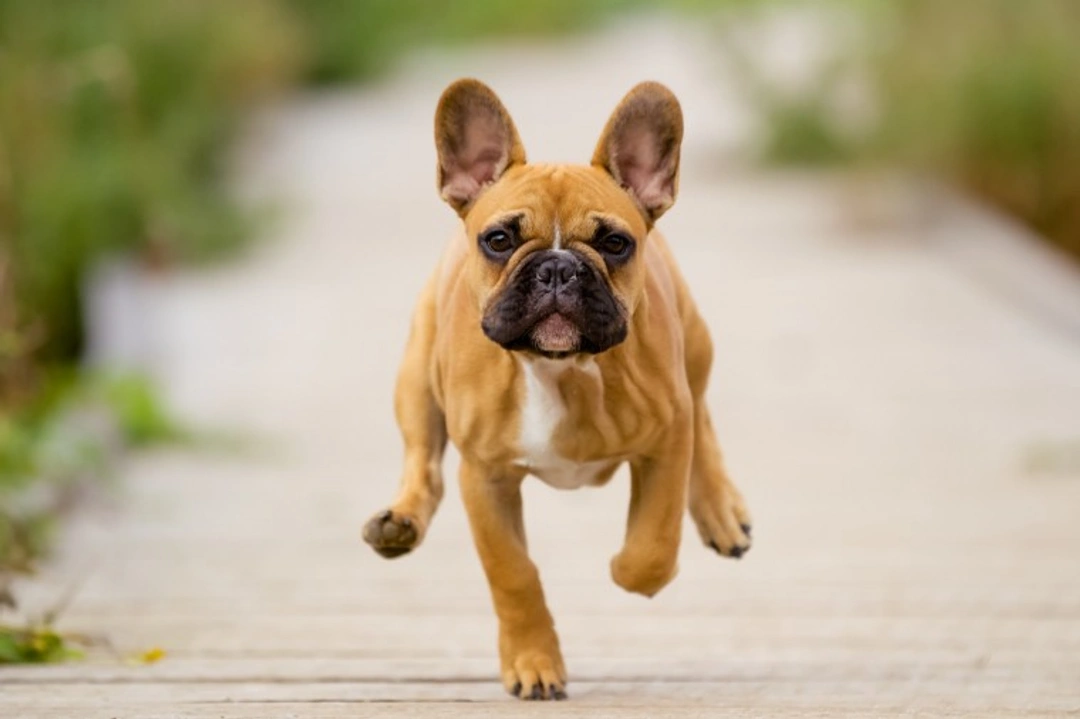 How Your Dog’s Conformation Dictates Best Exercise Types