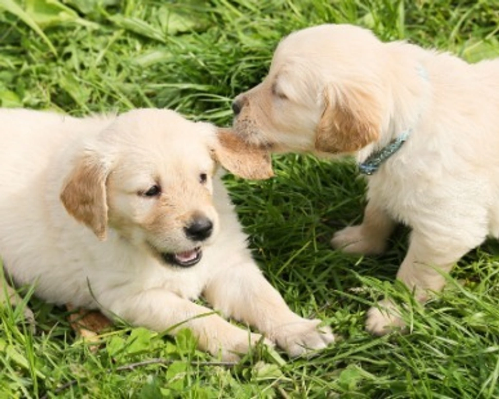 Iscrizione all'Anagrafe Canina e documentazione: il microchip