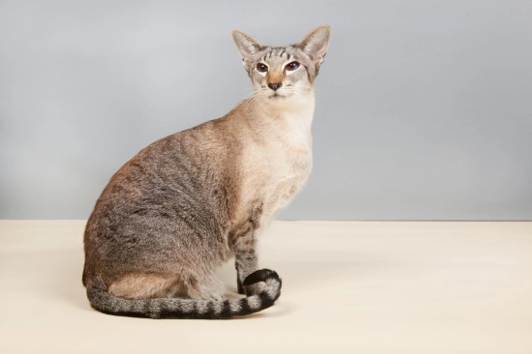 UK's Top 10 Most Popular Cat Breeds in 2025