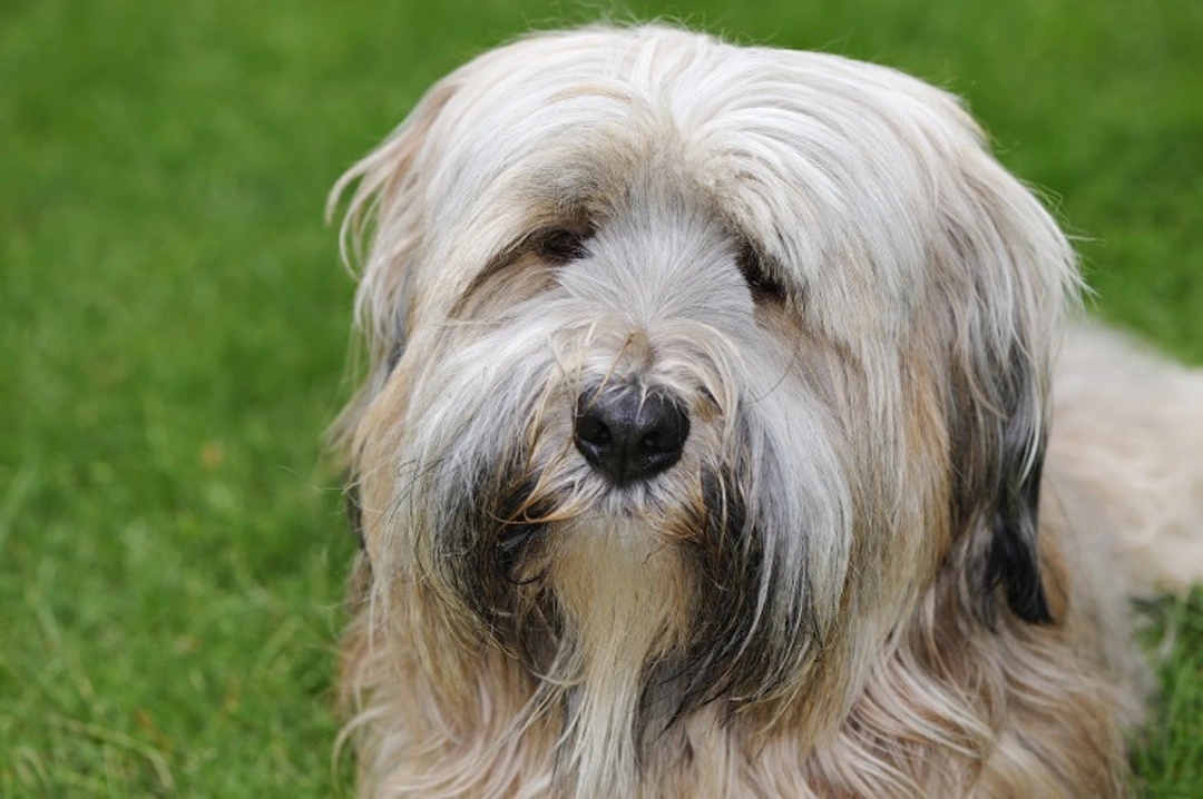 Oxalate Nephropathy in Tibetan Terriers: Causes & Care