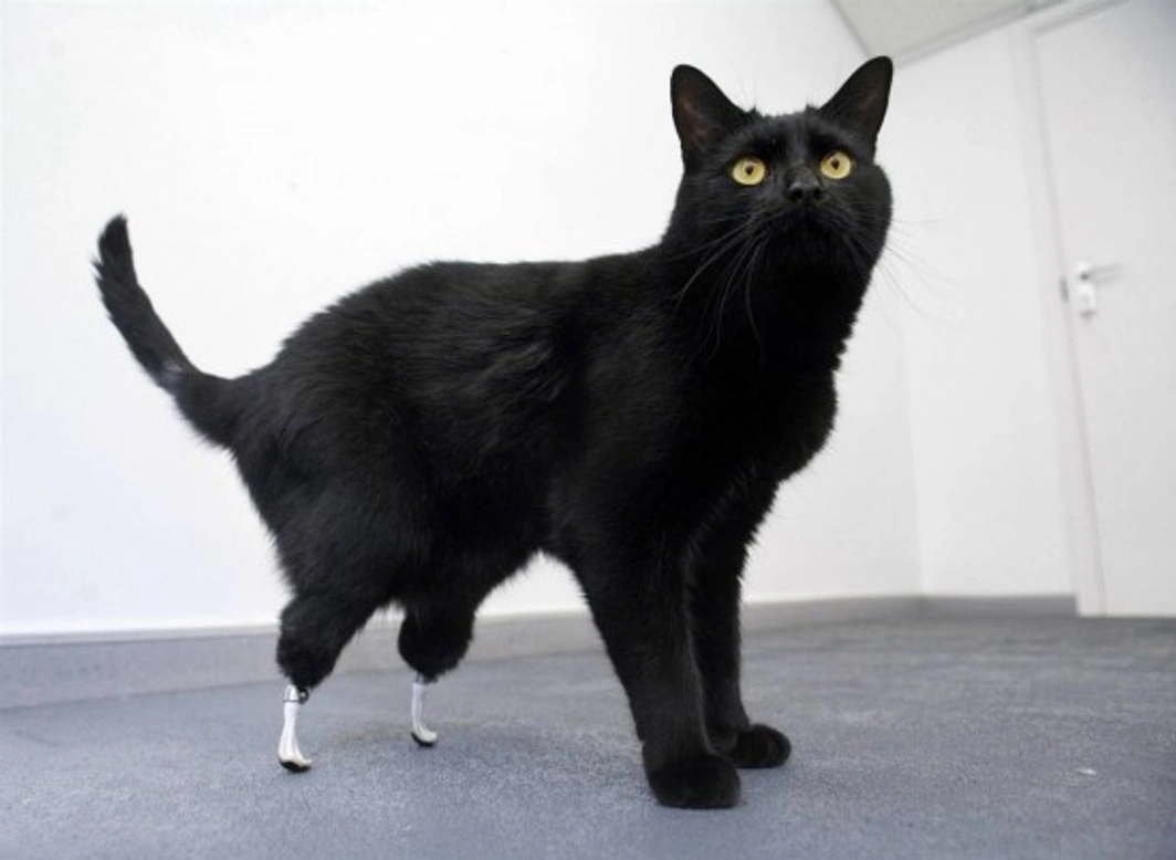 Oscar the Bionic Cat: Noel Fitzpatrick’s Groundbreaking Surgery