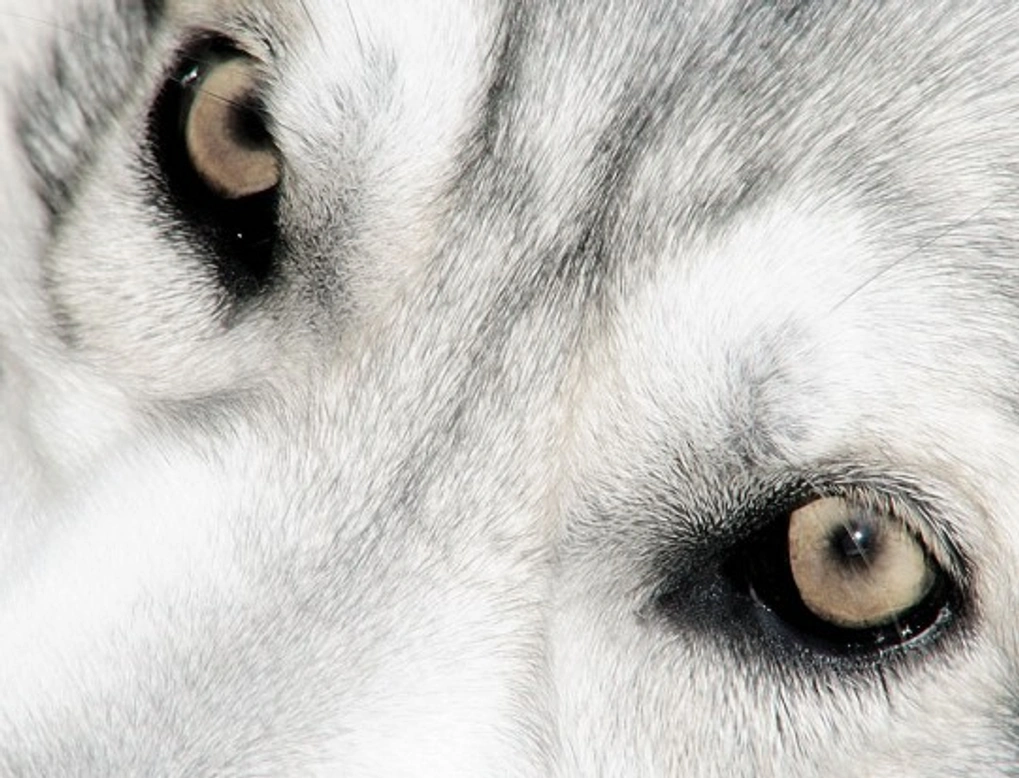 Northern Inuit Dog: The Perfect Wolf-Like Family Companion