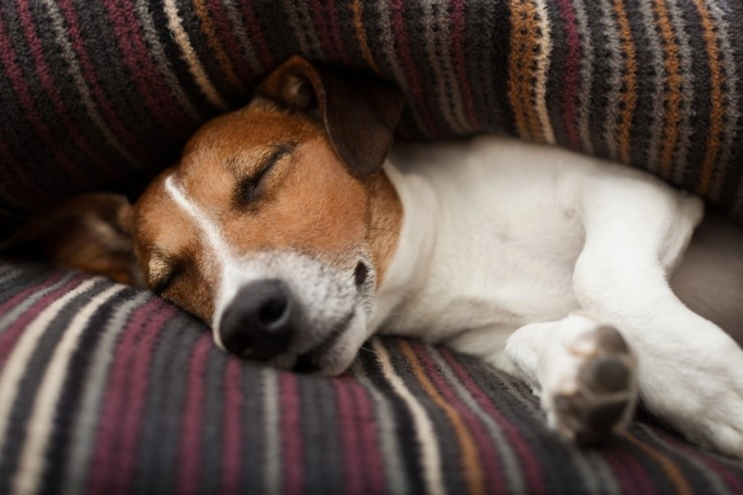 Hoe een rusteloze hond beter laat slapen 's nachts