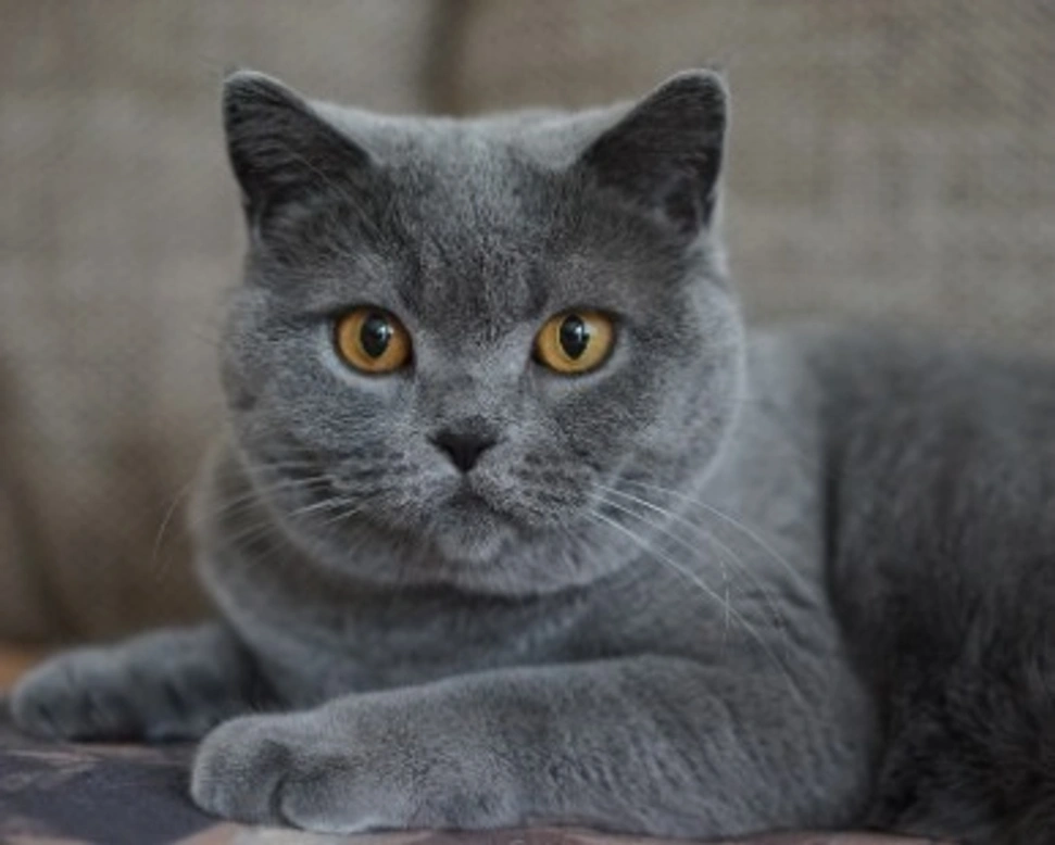 Certosino: prezzo e carattere di questo gatto grigio