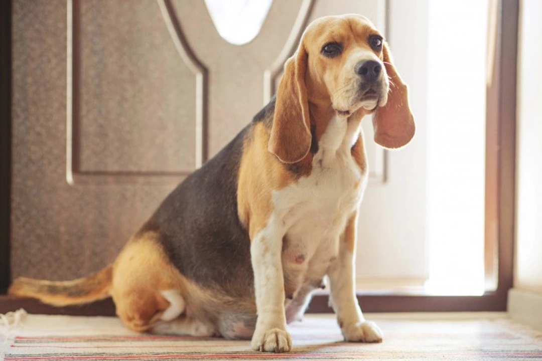 What Changes to Expect When Your Dog Is Pregnant