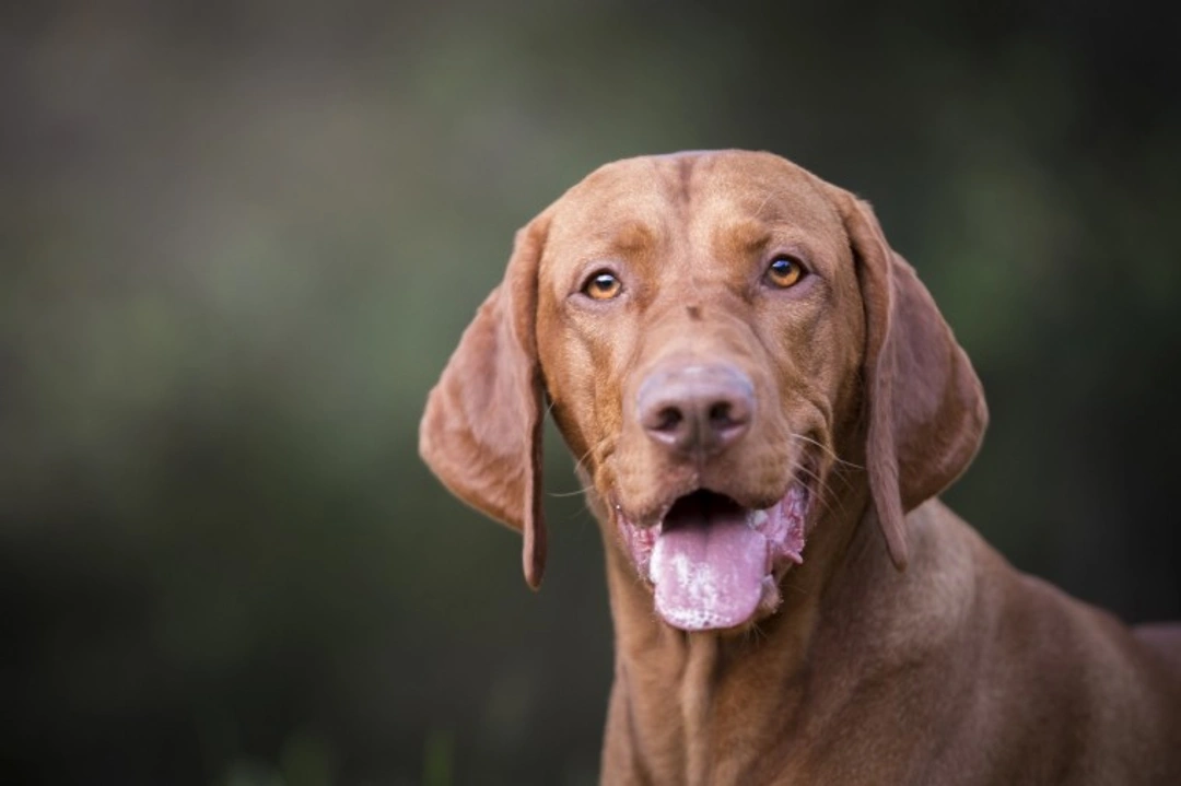 10 Key Facts About Hungarian Vizsla Puppies Before Buying