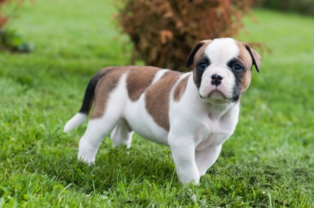 10 Things to Know About American Bulldogs Before Buying