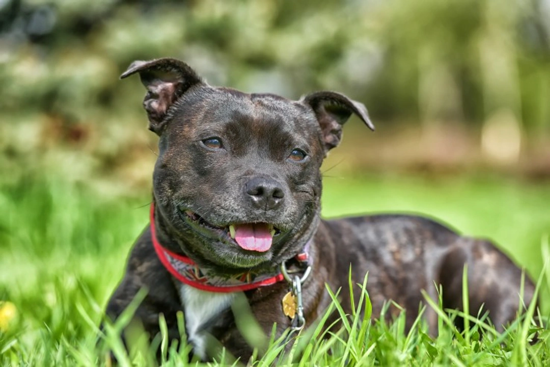 Dog theft in the UK: Rising concerns & breed risks revealed