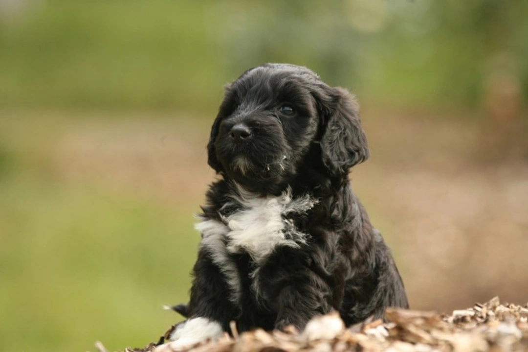 Top Dog Breeds for Allergy-Sensitive Children in 2025