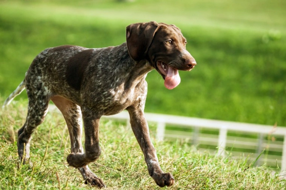 English Pointer Dog Breed: 10 Facts for American Owners