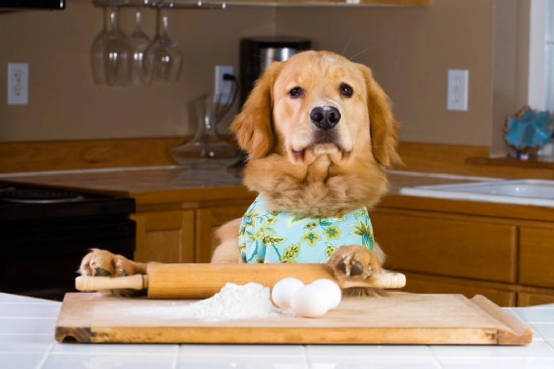 Making Your Own Dog Treats: Healthy Homemade Recipes