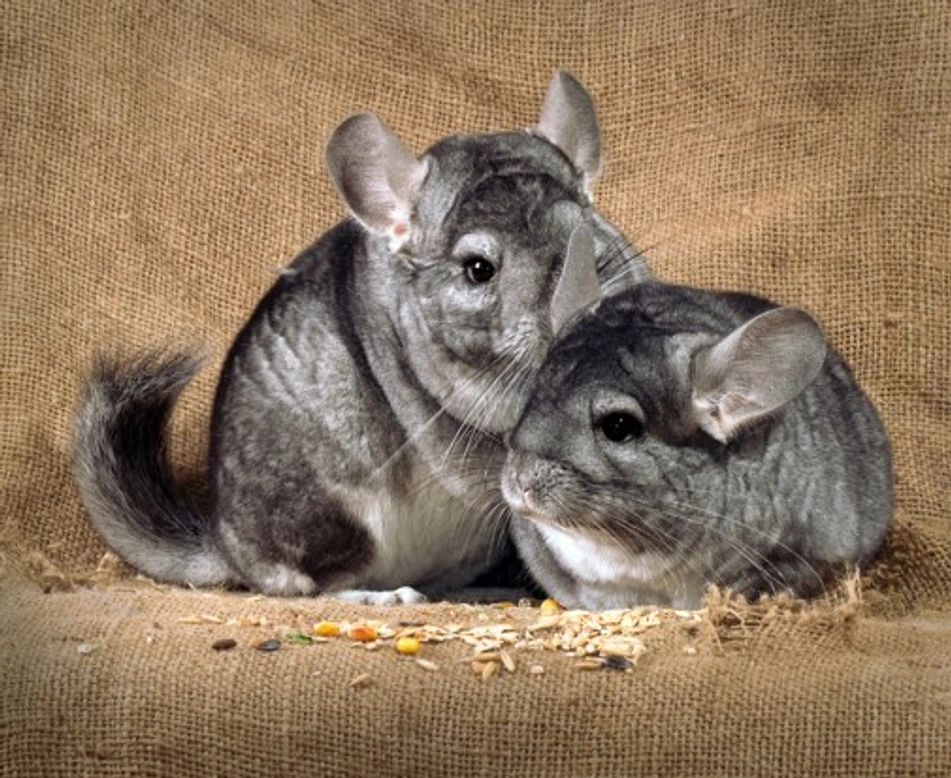 Chinchillas for Beginners: Complete Care Guide