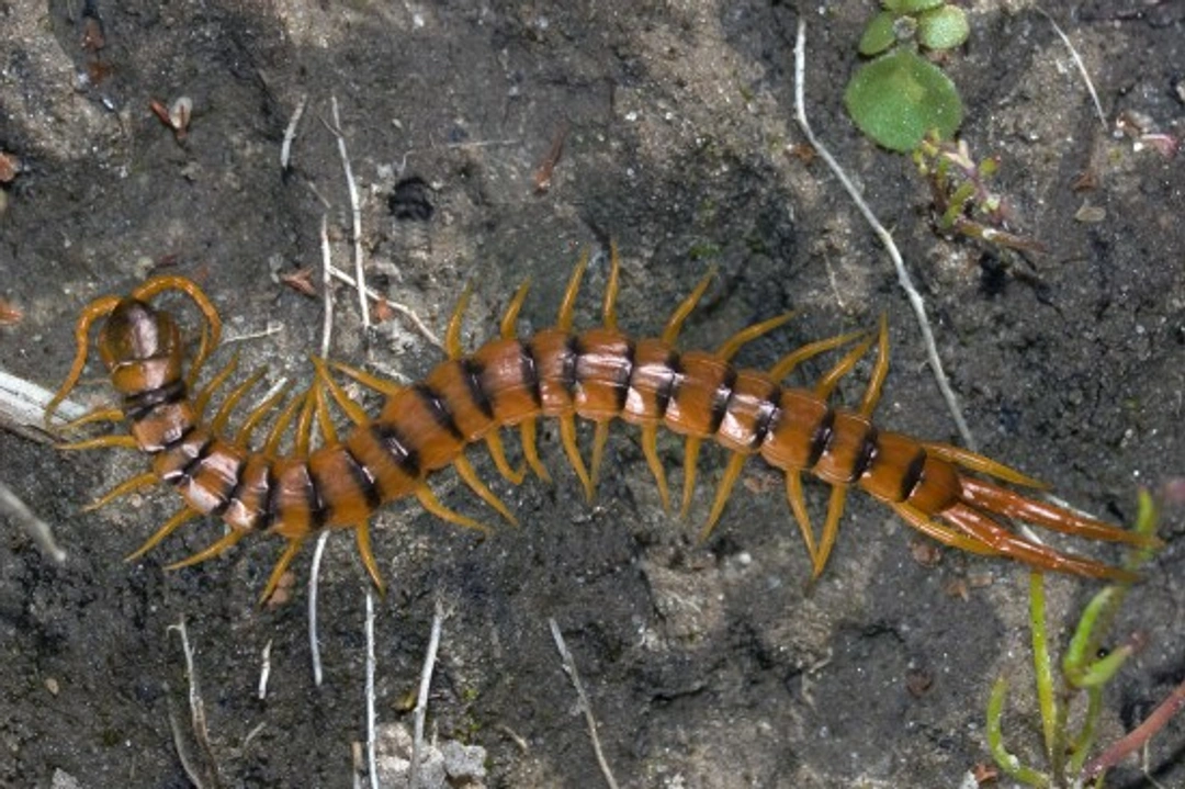 Does a centipede make a good pet? Essential care guide