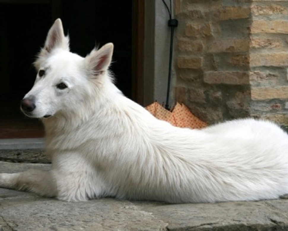 Film "Cane bianco": di che razza era il cane protagonista?