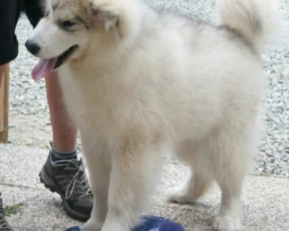 Il cucciolo di Alaskan Malamute e il ruolo dell’educatore - II parte