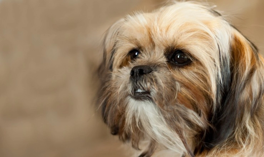 Is a Shorkie the Right Small Dog for You? 5 Key Facts