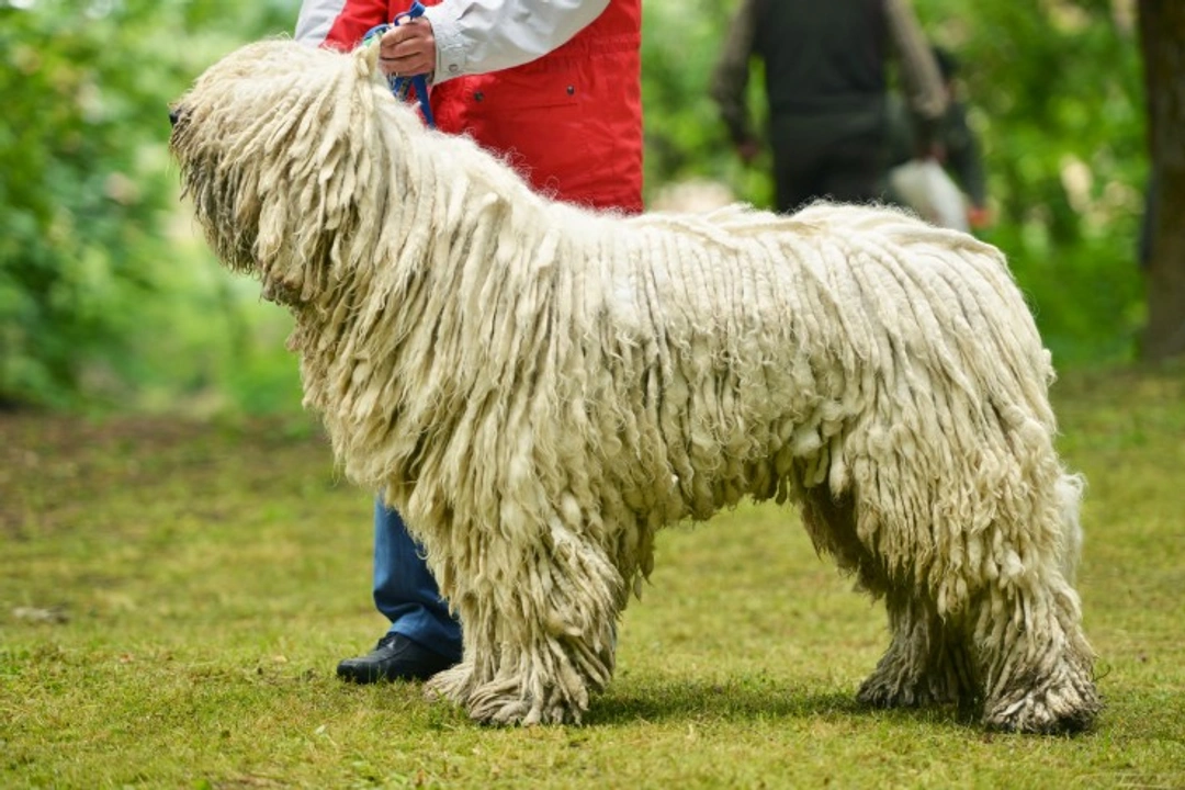 Komondor Health Issues: Key Risks and Care Tips