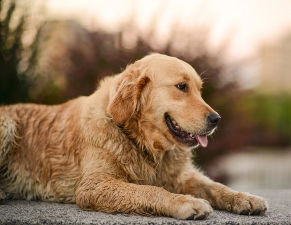 Golden Retriever Obesity: Risks and Healthy Weight Tips