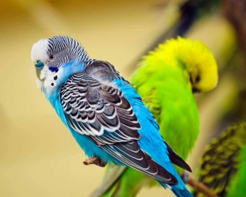 Budgerigar Colour Genetics: Understanding Mutations and Variations