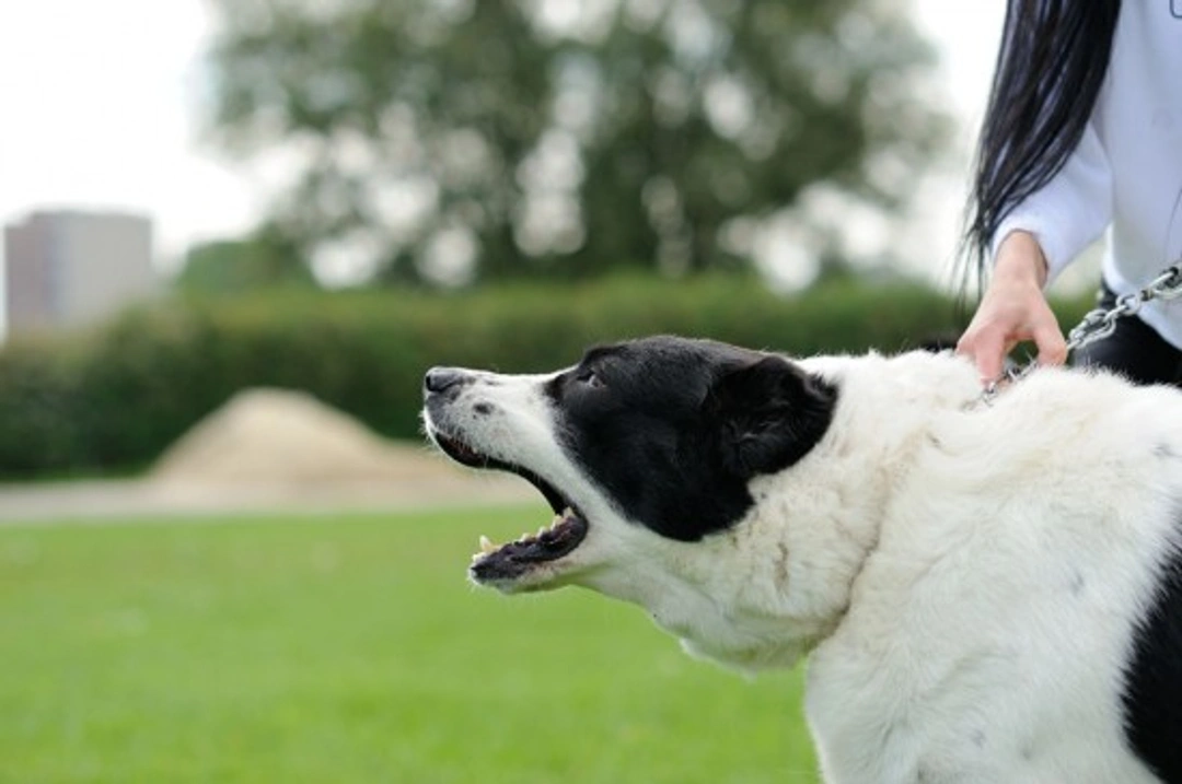 Understanding Dogs and Fear Aggression Towards People