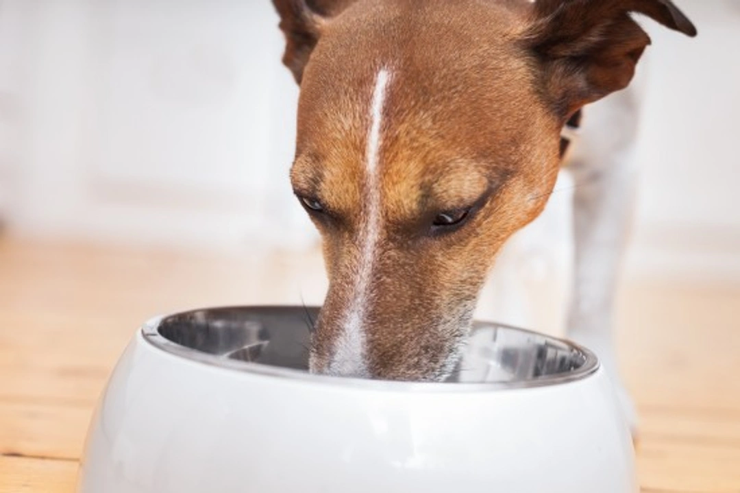10 FAQs About Commercial Dry Dog Food Preservatives