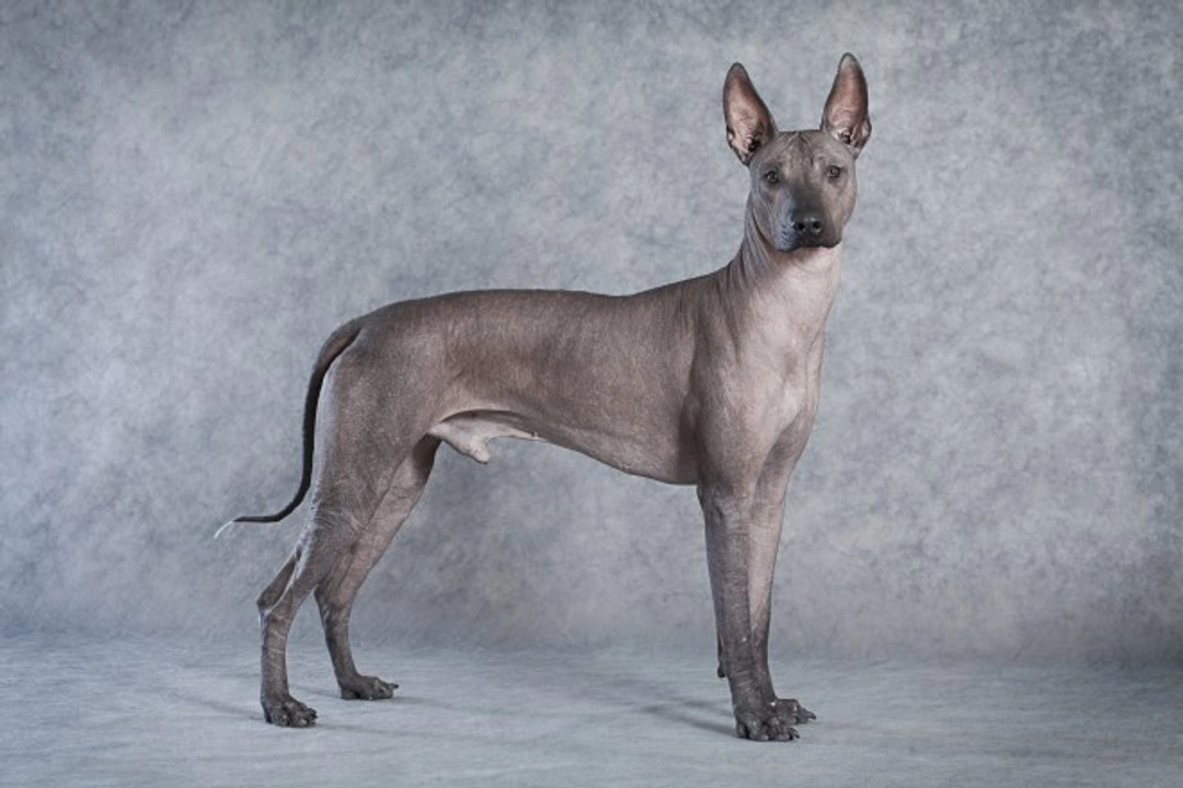 7 Stunning Dog Breeds With Unique Looks
