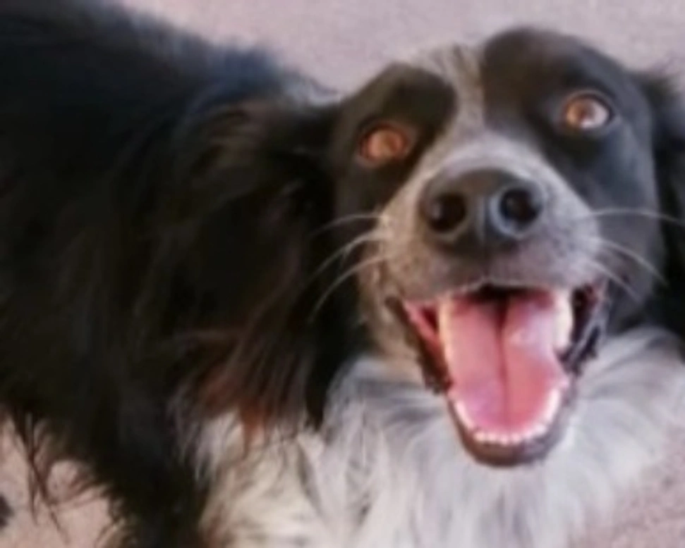 Adozioni cani: la storia di Molla