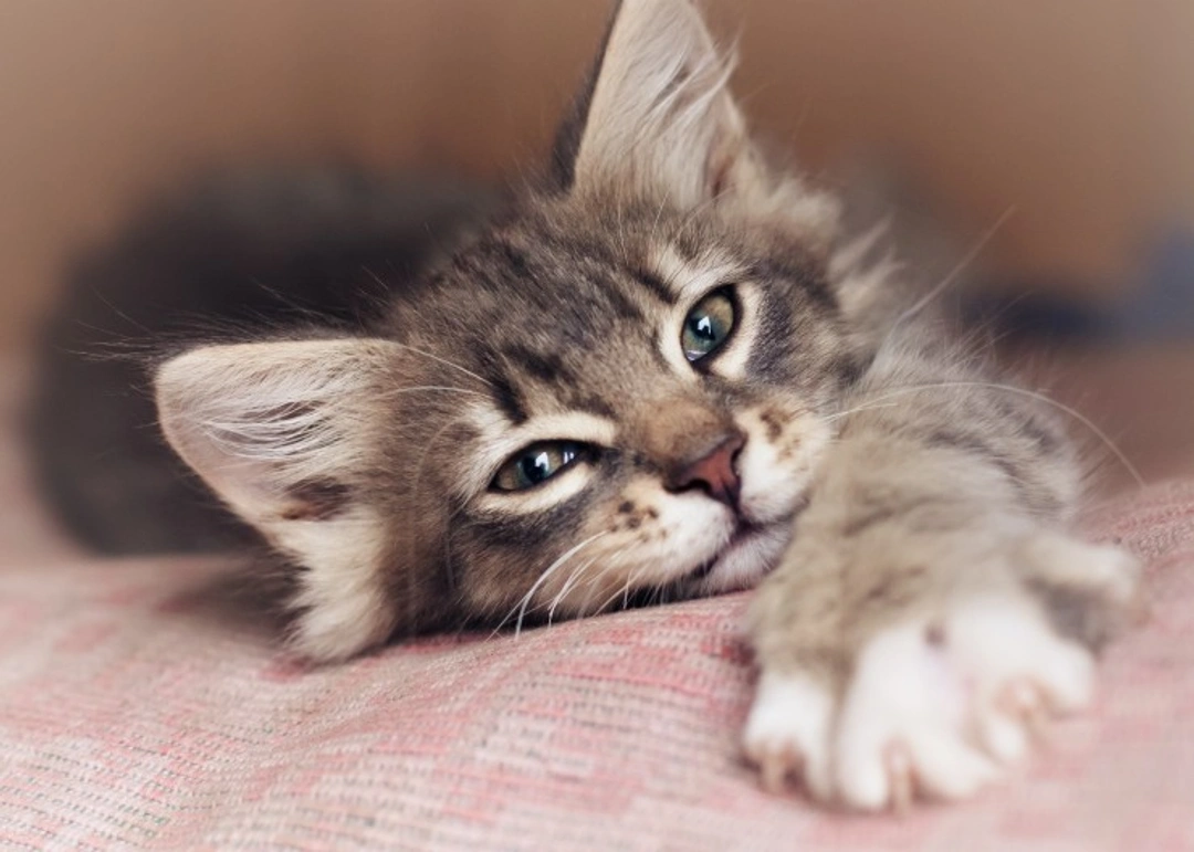 Secrets to Keeping Your Cat Content and Happy