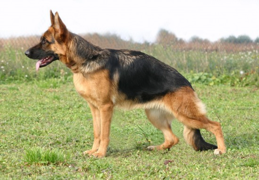 Common Health Issues in German Shepherds Every Owner Should Know