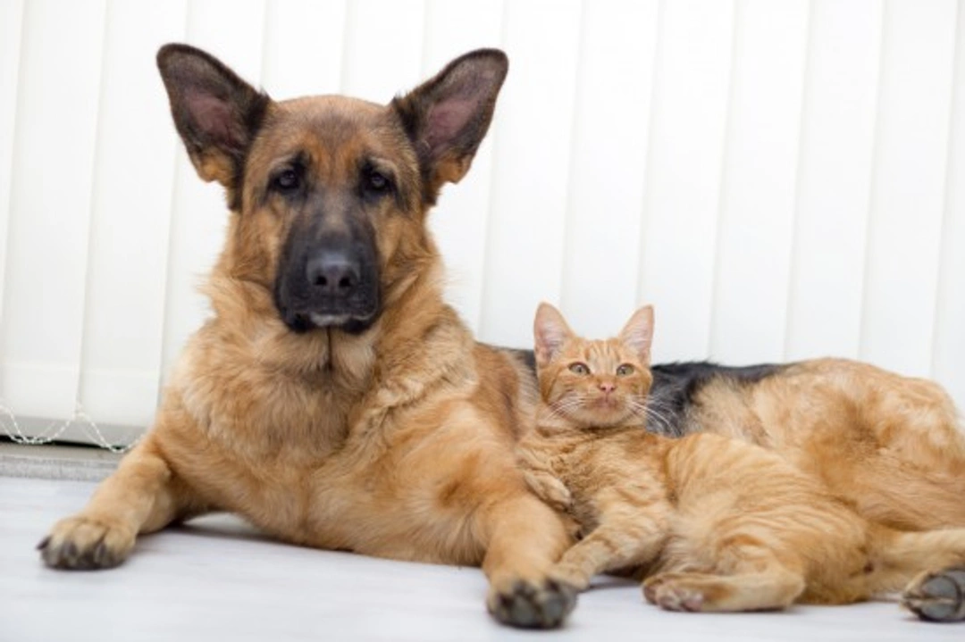 How Cats and Dogs Can Bond: A Complete Guide