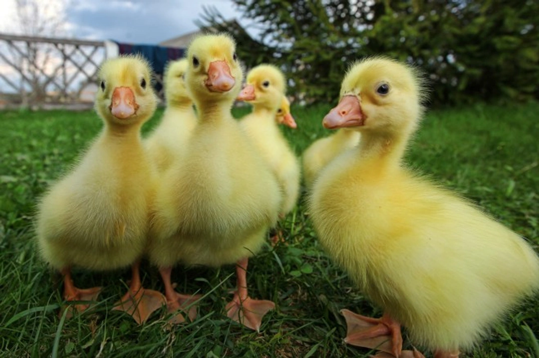 How to Treat Wry Neck in Ducklings and Chicks Effectively