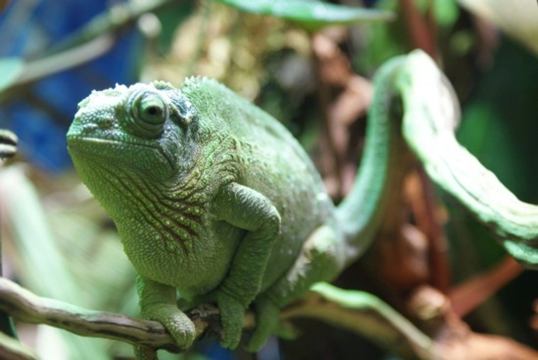 UV Light and Reptiles: Essential Care for Healthy Pets