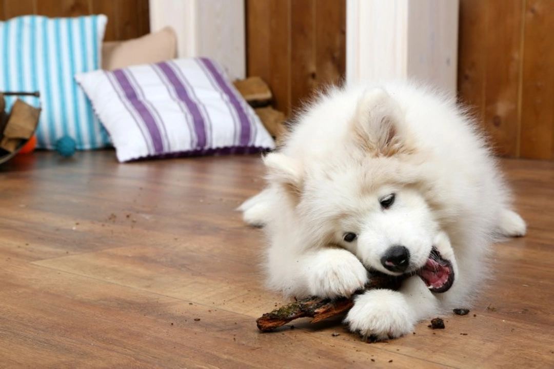 10 household products that can make your dog sick