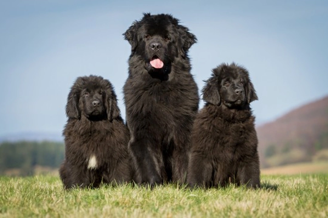 How to Keep a Newfoundland's Coat Healthy and Shiny