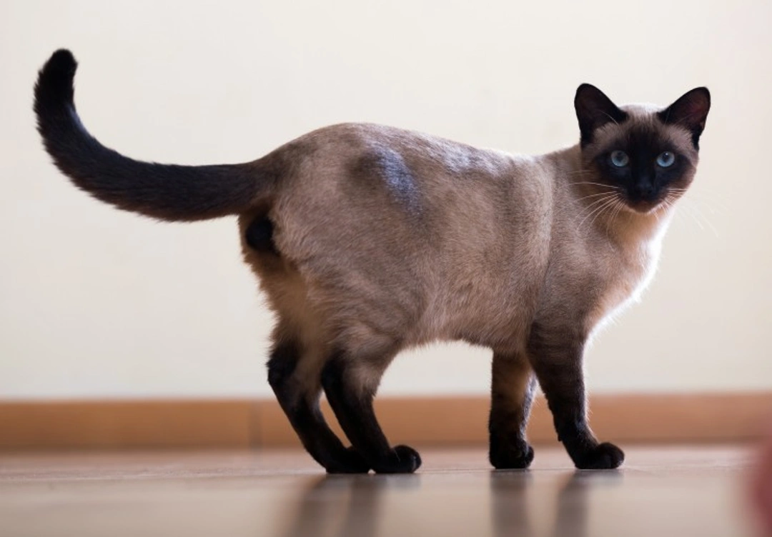 Siamese Cats and Vestibular Disease: Causes, Signs & Care