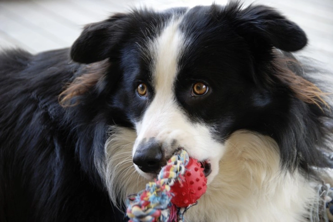 Five universal personality traits of the Border Collie